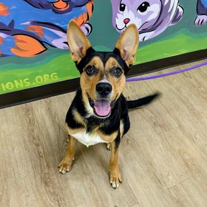 Crouton, Kelpie, Australian, adult, available for adoption