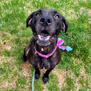 Dixie, Retriever, Black Labrador, adult, available for adoption