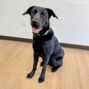 Felix, Retriever, Black Labrador, adult, available for adoption