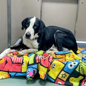 Kingsley, Coonhound, adult, available for adoption
