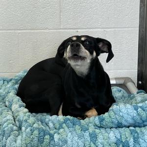 Maggy, Beagle, adult, available for adoption