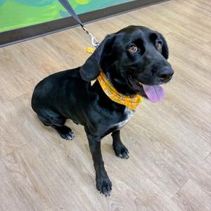Charlie, Retriever, Black Labrador, adult, available for adoption