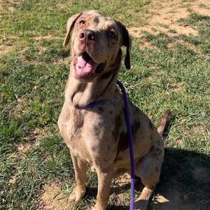 Maverick, Catahoula Leopard Dog, adult, available for adoption