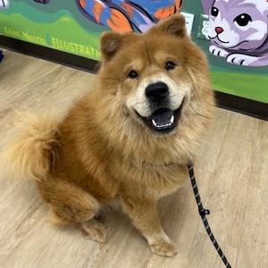 "Fluffy", Chow Chow, adult, available for adoption