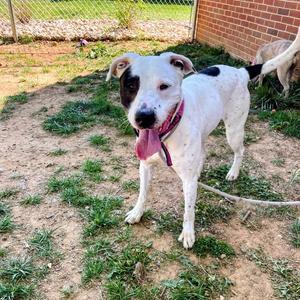 Lani, Terrier, Pit Bull, adult, available for adoption