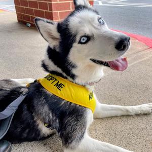 Chelsea, Husky, Siberian, adult, available for adoption