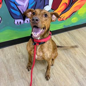 Awna, Pinscher, Doberman, adult, available for adoption