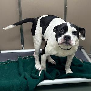 Koda, Bulldog, American, adult, available for adoption