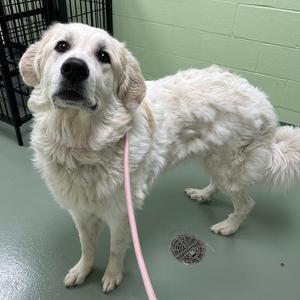 Ivory, Pyrenees, Great, adult, available for adoption