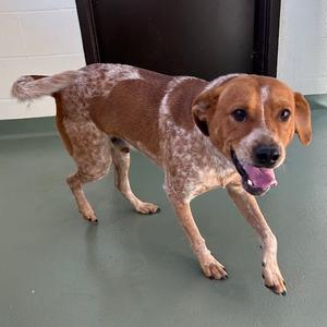 Mr. Goodbar, Cattle Dog, Australian (Red Heeler), adult, available for adoption