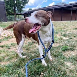 Hershey, Terrier, senior, available for adoption