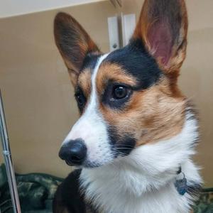 "Fynn", Corgi, Cardigan Welsh, adult, available for adoption