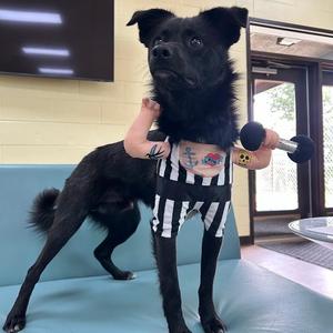 Jake, Terrier, adult, available for adoption