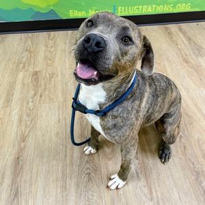 Nessa, Terrier, Pit Bull, adult, available for adoption