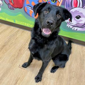 Lenny, Shepherd, adult, available for adoption