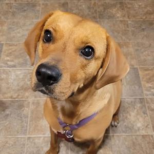 Darla, Hound, adult, available for adoption