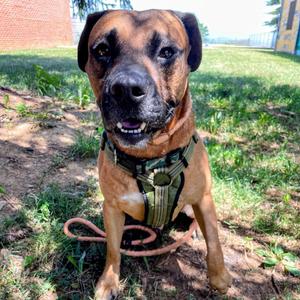 Copper, Terrier, adult, available for adoption