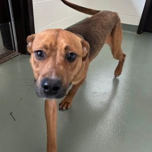 Allie, Terrier, adult, available for adoption