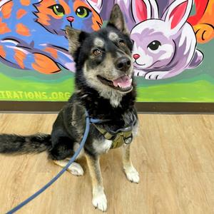 Boris, Husky, adult, available for adoption
