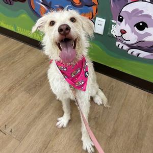 Lilo, Terrier, Wirehaired, adult, available for adoption