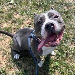 Beefy Betty, Terrier, Staffordshire Bull, adult, available for adoption