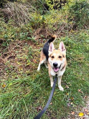 Draco, German Shepherd Dog, adult, available for adoption