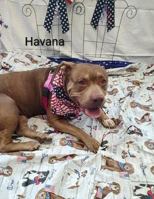 Havana, Terrier, senior, available for adoption