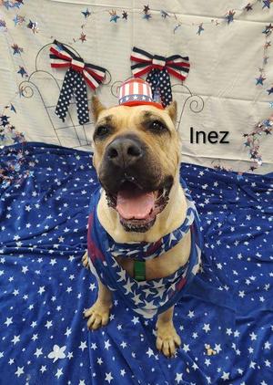 Inez, Mastiff, adult, available for adoption