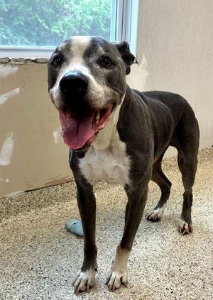 Duke, Staffordshire Bull Terrier / Great Dane, senior, available for adoption