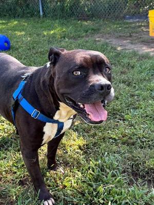 Blaise, Terrier, adult, available for adoption