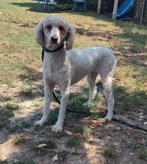 A light-colored poodle standing on a grassy area with a black collar and leash.