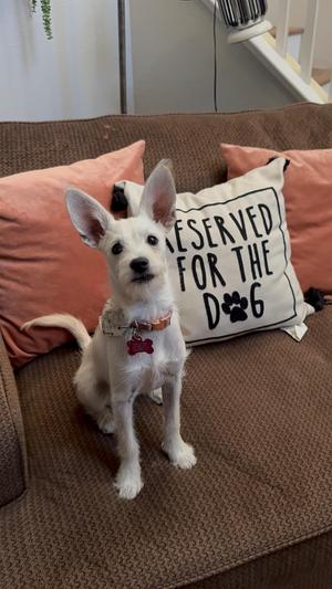 Penelope, West Highland White Terrier / Westie, puppy, available for adoption