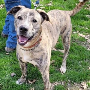 Groot, Pit Bull Terrier, adult, available for adoption