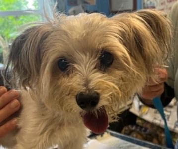 Dayzee Mae, Yorkshire Terrier, senior, available for adoption