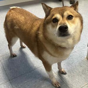 Patsy, Shiba Inu, adult, available for adoption