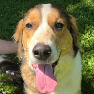 Luna, Anatolian Shepherd, young, available for adoption