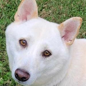 Missy, Shiba Inu, adult, available for adoption