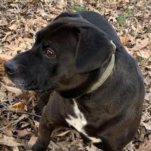 Rhett, Terrier, adult, available for adoption