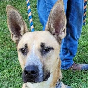 Abel, Shepherd, adult, available for adoption