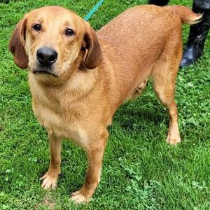 Tank, Coonhound, adult, available for adoption