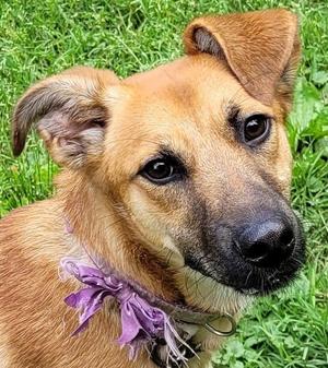 Jeniviev, Shepherd, adult, available for adoption