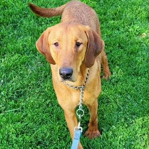 Buddy, Coonhound, adult, available for adoption