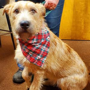 Benny, German Shepherd Dog, young, available for adoption