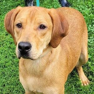 Bear, Coonhound, adult, available for adoption