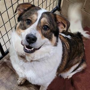 Nova, Shepherd, adult, available for adoption