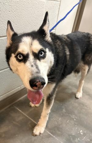 Panda, Siberian Husky Mix, senior, available for adoption