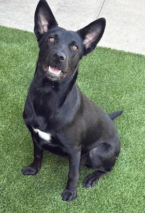 A black dog with a white patch on its chest sitting on green artificial grass.