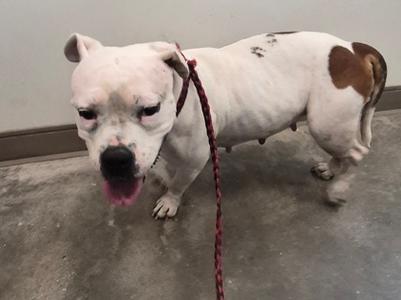 61892059, American Pit Bull Terrier Mix, available for adoption