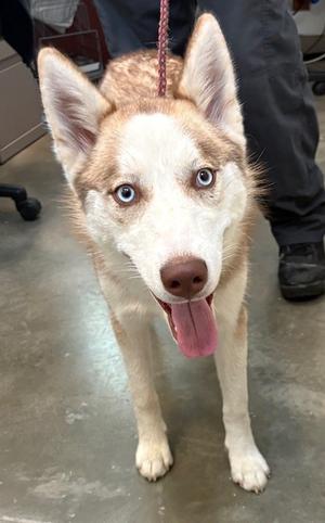 Honey, Alaskan Husky Mix, young, available for adoption