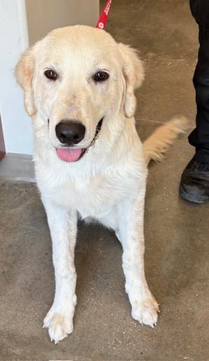 Maverick, Golden Retriever Mix, young, available for adoption